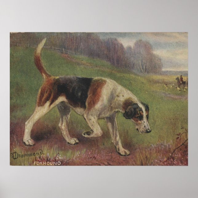 Hund, Kanine, Foxhound, Jagd Vintag Poster (Vorne)