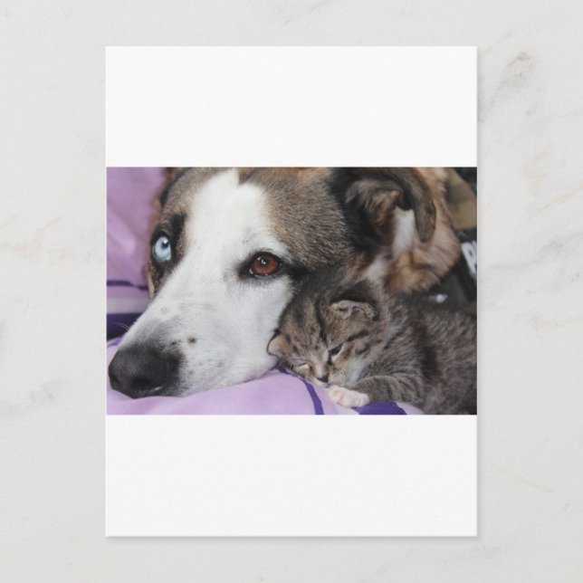 Hund, Katze, Freundschaft Postkarte (Vorderseite)