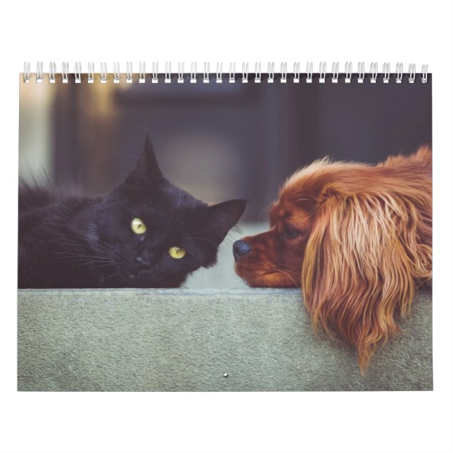 Hund-Katze-Kalender Kalender (Titelbild)