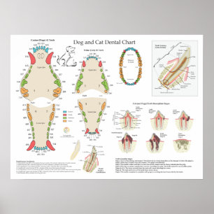 Hund Katze Veterinär-Zahn-Diagramm Poster