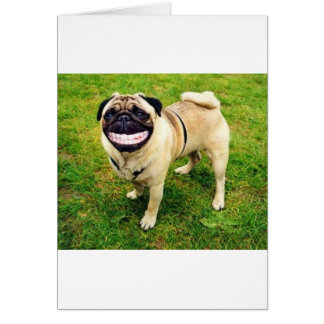 Hund lächelt Mops
