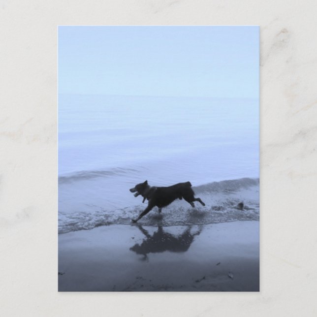 Hund läuft am Strand Postkarte (Vorderseite)
