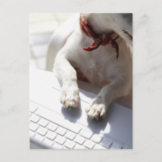Hund legt sich die Hände auf einen Laptop Postkarte