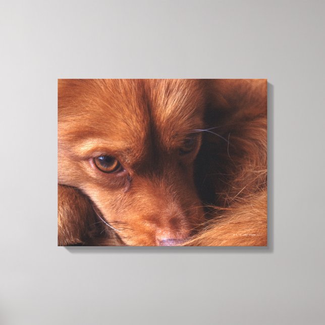 Hund Leinwanddruck (Vorderseite)
