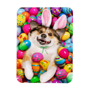 Hund liegt auf Ostereiern Magnet