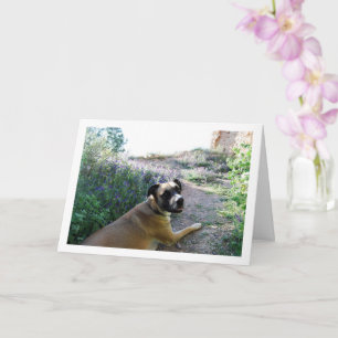 Hund liegt im Wildblumenporträt Karte