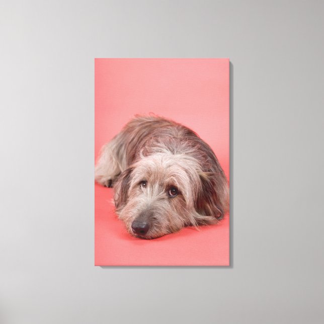 Hund liegt runter leinwanddruck (Vorderseite)