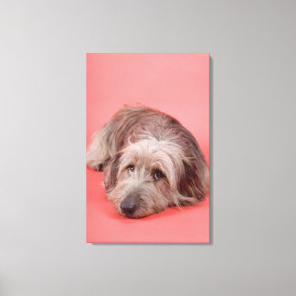 Hund liegt runter leinwanddruck