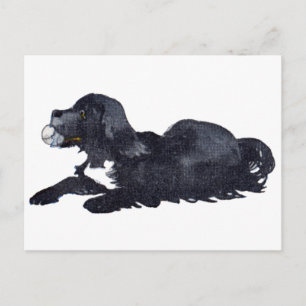 Hund mit Ball will apportieren spielen Postkarte