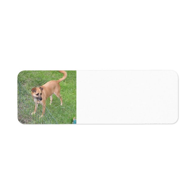 Hund mit Carolina 2.png (Vorne)