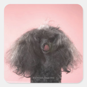 Hund mit dem Haar vor Gesicht und Zunge heraus Quadratischer Aufkleber
