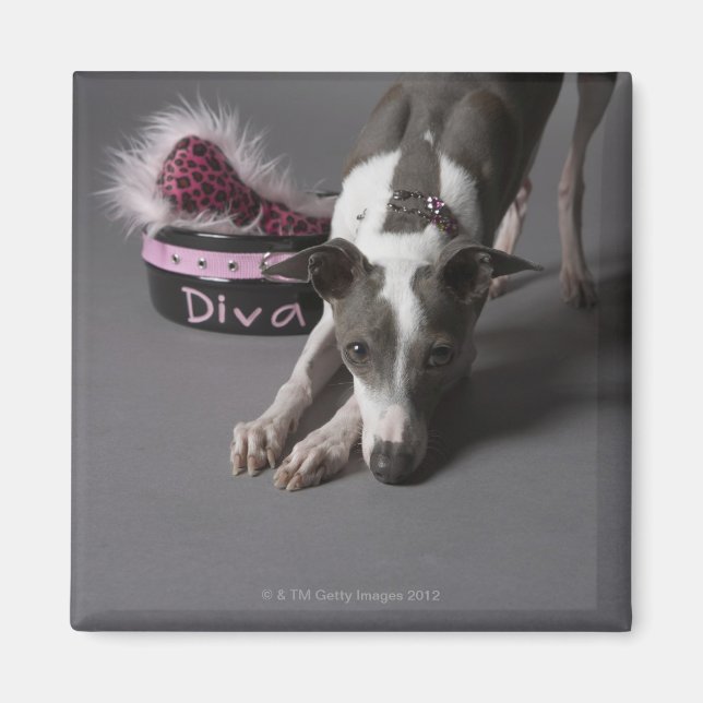Hund mit Diva-Schüssel, Sniffboden Magnet (Vorne)