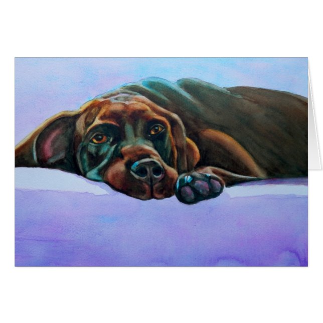 Hund mit entspannter Schokolade Labrador (Vorderseite (Horizontal))