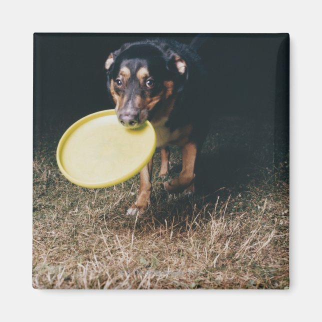 Hund mit Frisbee im Mund Magnet (Vorne)