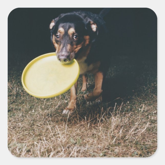 Hund mit Frisbee im Mund Quadratischer Aufkleber (Vorderseite)
