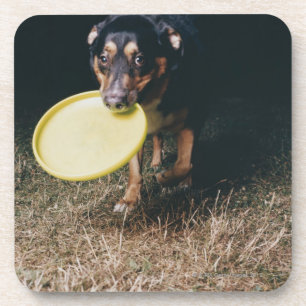 Hund mit Frisbee im Mund Untersetzer