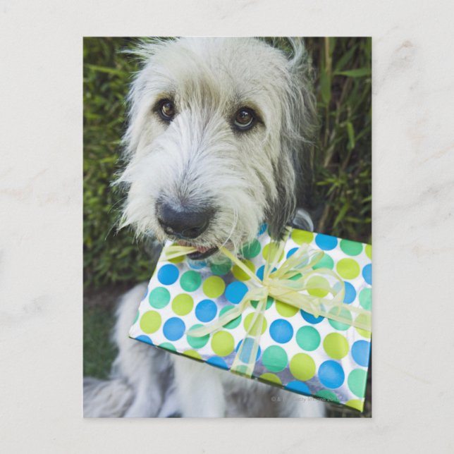Hund mit Geschenk im Mund Postkarte (Vorderseite)