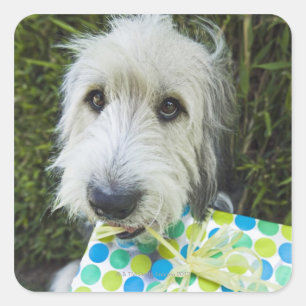 Hund mit Geschenk im Mund Quadratischer Aufkleber