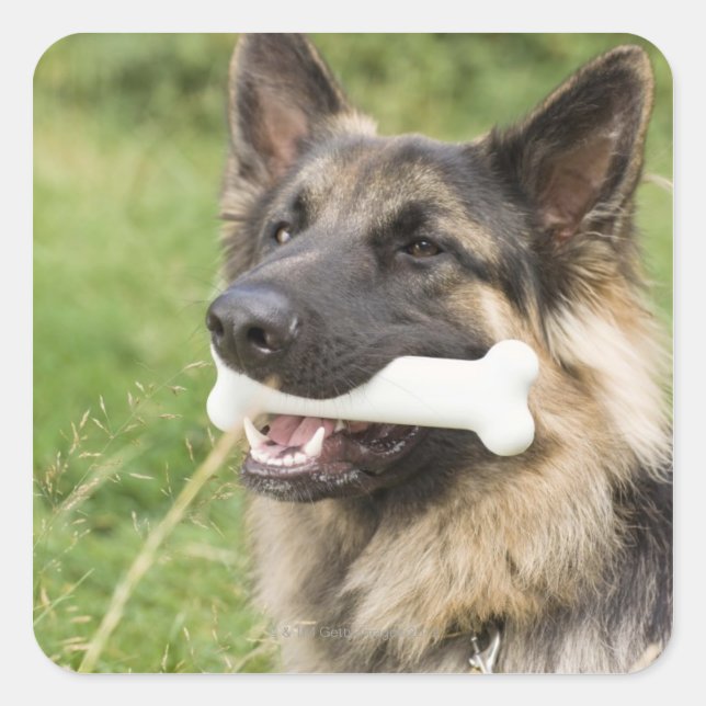 Hund mit Knochen Quadratischer Aufkleber (Vorderseite)