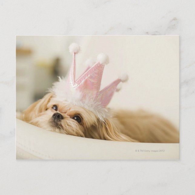 Hund mit Krone Postkarte (Vorderseite)