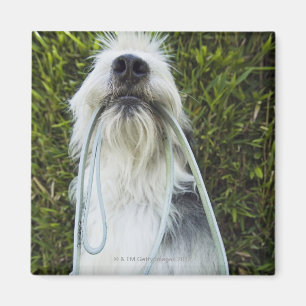 Hund mit Leine im Mund Magnet