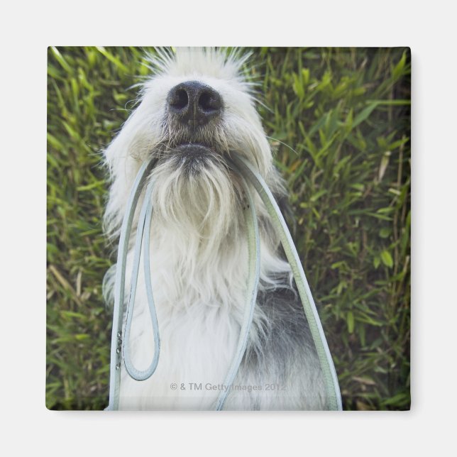 Hund mit Mundleash Magnet (Vorne)