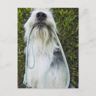 Hund mit Mundleash Postkarte