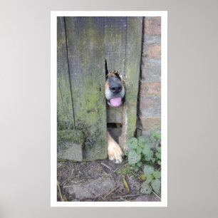 Hund mit Nase durch Loch in Zaun Poster