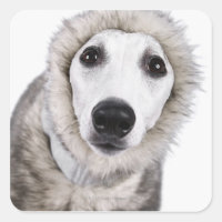 Hund mit Pelzmantel, Studio-Shot