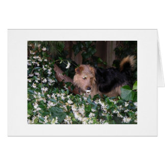 Hund mit Schnuller