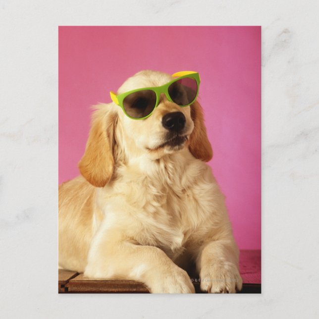 Hund mit Sonnenbrille 2 Postkarte (Vorderseite)