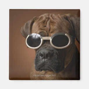Hund mit Sonnenbrille Magnet