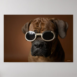 Hund mit Sonnenbrille Poster