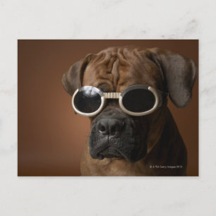Hund mit Sonnenbrille Postkarte