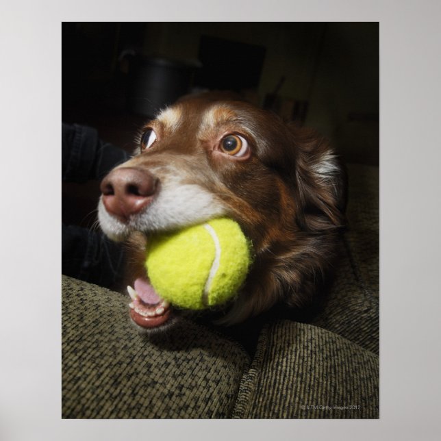Hund mit Tennisball Poster (Vorne)