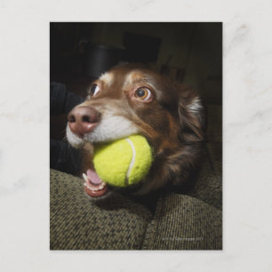 Hund mit Tennisball Postkarte