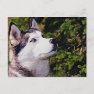 Hund nach oben postkarte
