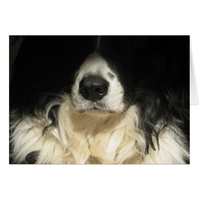 Hund nah (Vorderseite (Horizontal))