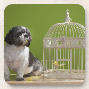 Hund nah an einem Vogelkäfig Getränkeuntersetzer
