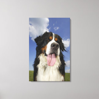 Hund, nah leinwanddruck