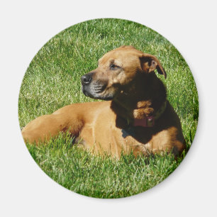 Hund, pitbull/Boxermischung Magnet
