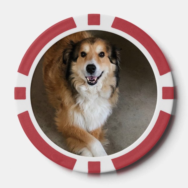 Hund Pokerchips (Vorderseite)