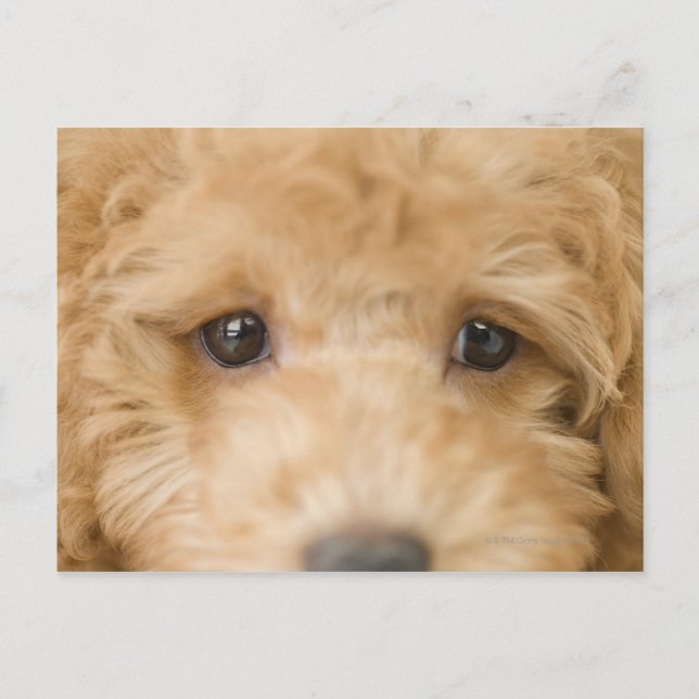 Hund Postkarte (Vorderseite)