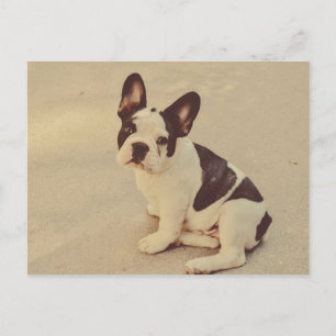 Hund Postkarte