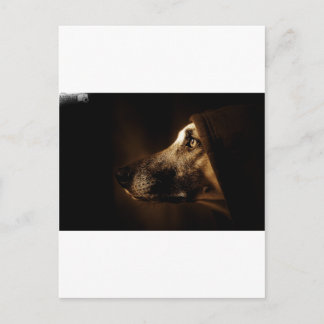 hund postkarte