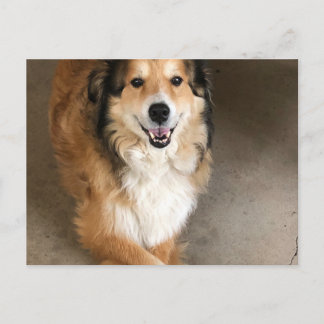 Hund Postkarte