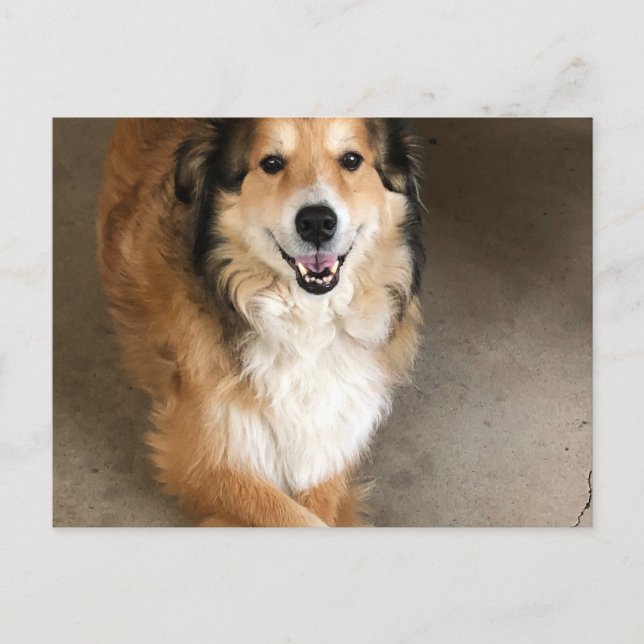 Hund Postkarte (Vorderseite)