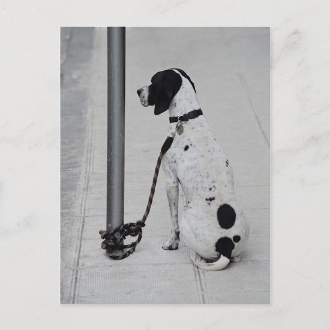 Hund Postkarte (Vorderseite)