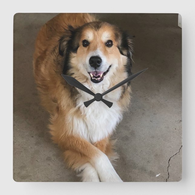 Hund Quadratische Wanduhr (Vorderseite)