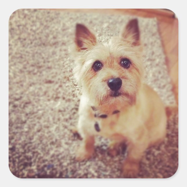 Hund Quadratischer Aufkleber (Vorderseite)